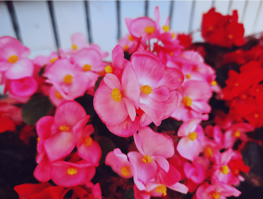 深圳新东方拥有的七种颜色 同学你看到了吗 